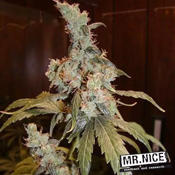 View Afghan Haze Regular by Mr. Nice Seeds - GB