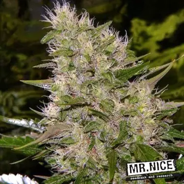 ▷ Comprar massa crítica Sr Nice Regular- GB The Green Brand