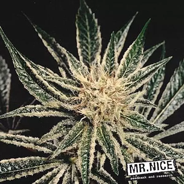 View Black Widow regular by Mr. Nice Regular - GB