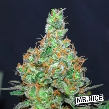 Super Silver Haze regular Mr. Nice Seedbank - GB The Green Brand