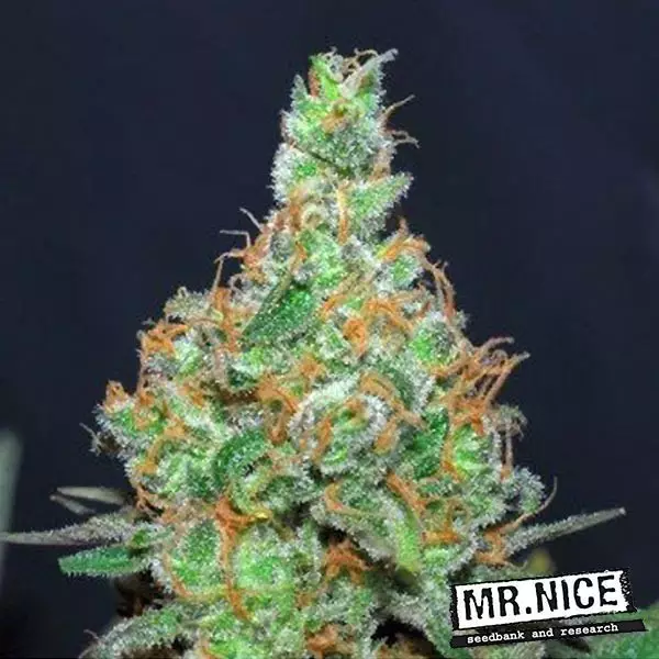 View Super Silver Haze regular Mr. Nice Seedbank - Grow Barato