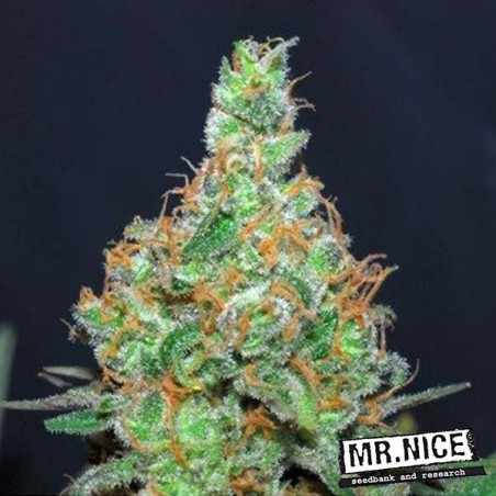 Super Silver Haze regular Mr. Nice Seedbank - Grow Barato