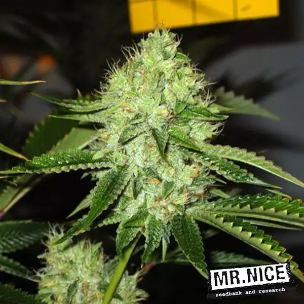 View Medicina Homem Sementes Regular de Mr.Nice - GB The Green Brand