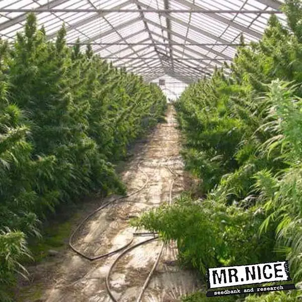 View Neville's Haze regulares de Mr. Nice - Grow Barato