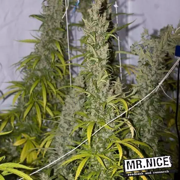 View Mango Haze Regular de Mr. Nice 15 semillas - Grow Barato
