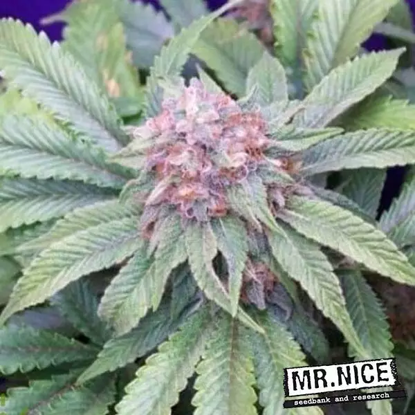 View Semillas de G13 Widow de Mr. Nice Seeds - Grow Barato