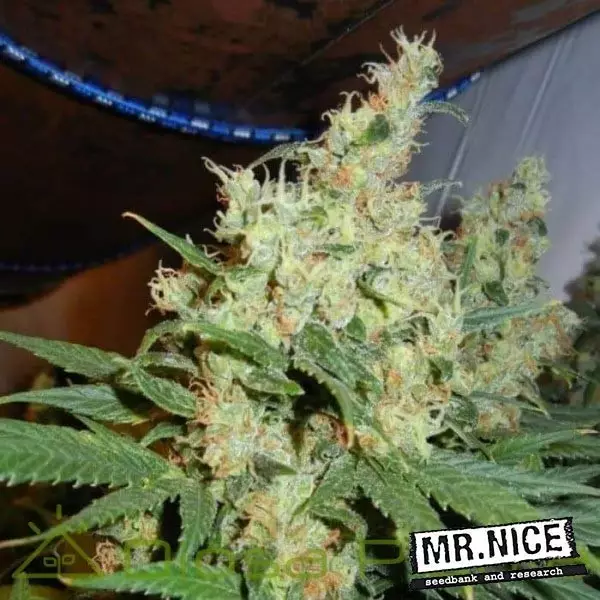 View NL5 x Haze Regular de Mr. Nice 15 sementes - GB The Green Brand
