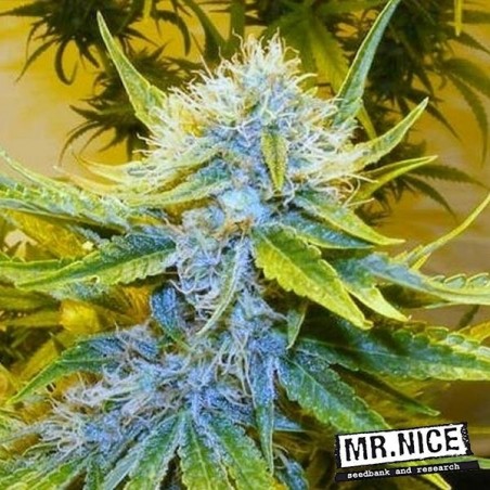 G13 Haze Semillas Regulares Mr. Nice - Grow Barato