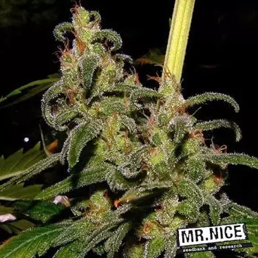 La Niña 15 semillas regulares Mr. Nice Sativa - Grow Barato