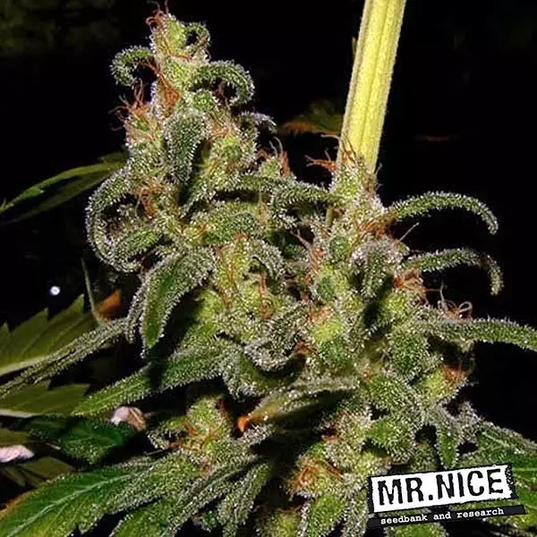 View La Niña 15 semillas regulares Mr. Nice Sativa - Grow Barato
