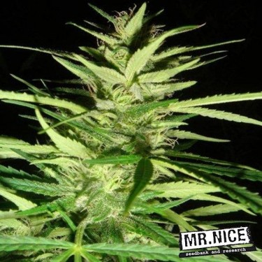 Master Kush Skunk x Afghan Haze Regular cannabis plant