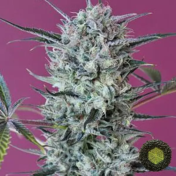 View Krystalica de Mandala Seeds cepa gran calidad - Grow Barato