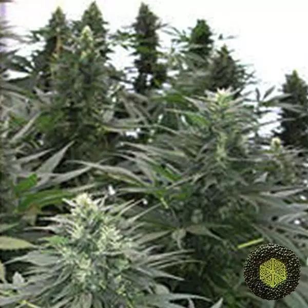 View Safari Mix Mandala Seeds genéticas variadas - Grow Barato