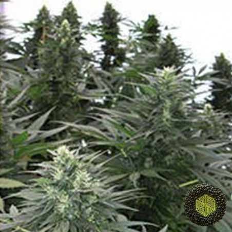 Safari Mix Mandala Seeds genéticas variadas - Grow Barato