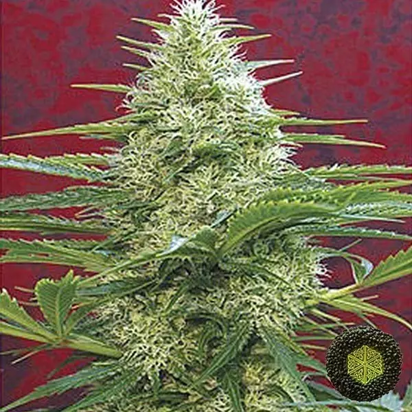 View Satori de Mandala Seeds cepa gran producción - Grow Barato