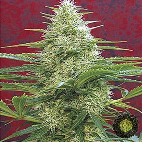 Satori de Mandala Seeds cepa gran producción - Grow Barato