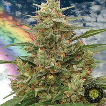 Plante de cannabis Mandala 1