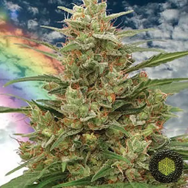 View Semilla Mandala #1 regular de Mandala Seeds - Grow Barato