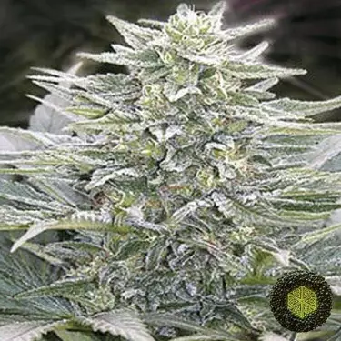 Hashberry de Mandala Seeds de efeito relax - GB The Green Brand