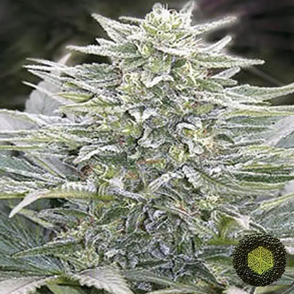 View Hashberry de Mandala Seeds de efecto relax - Grow Barato