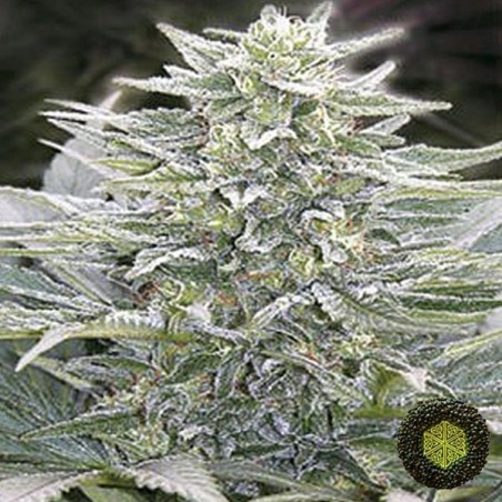 Hashberry de Mandala Seeds de efecto relax - Grow Barato