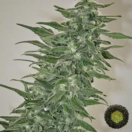 Rishi Kush
