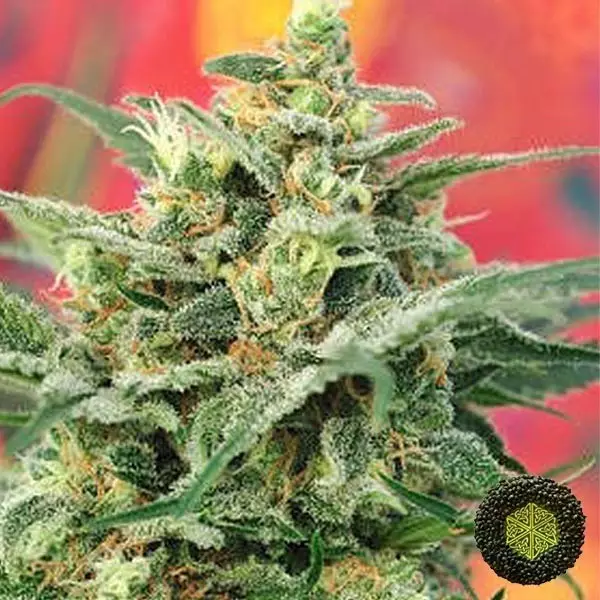 8 Miles High de Mandala Seeds aromas únicos - Grow Barato