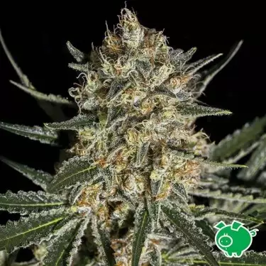 Comprar Genehtik Seeds Face Off OG Bilbo - GB The Green Brand