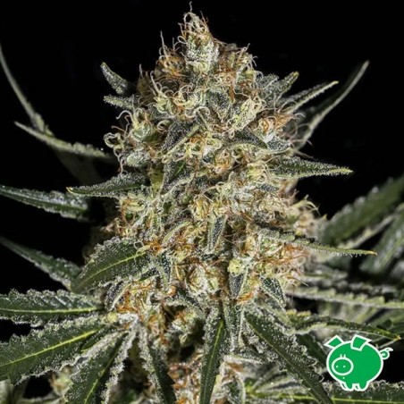 Comprar Face Off OG Bilbo de Genehtik Seeds - Grow Barato
