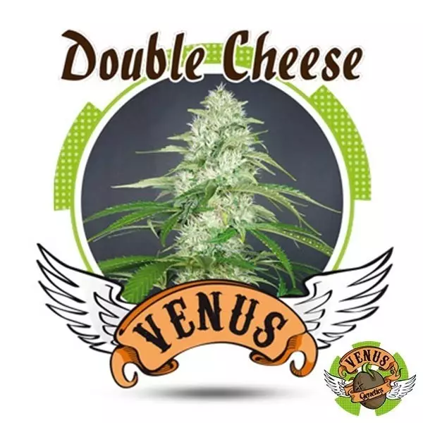 View Double Cheese de Venus Genetics feminizada - GB The Green Brand