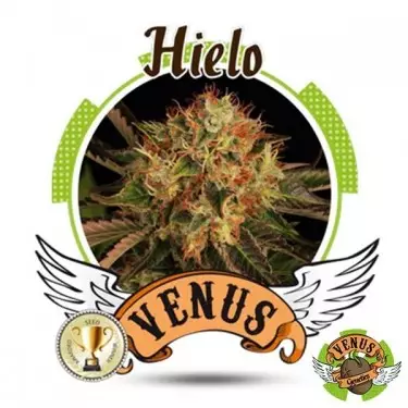 Gelo Venus Genetics 100% feminizada - GB The Green Brand