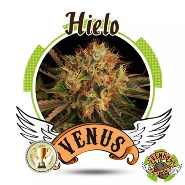Gelo Venus Genetics 100% feminizada - GB The Green Brand