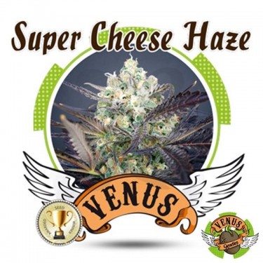 Super Cheese Haze 