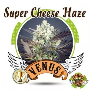Super Cheese Haze marijuana plant