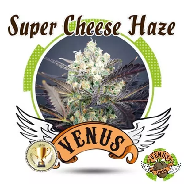 View Super Cheese Haze marijuana plant