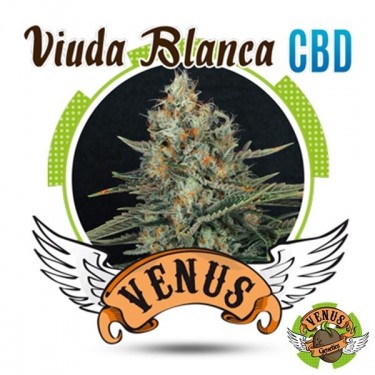 Viuda Blanca CBD Marijuana Plant