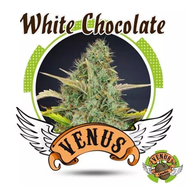 View Chocolate Branco de Venus Genetics feminizada - GB The Green Brand