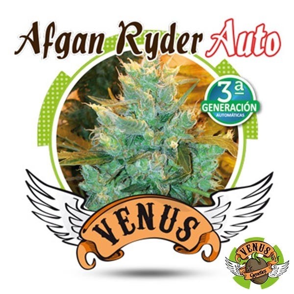 Afgan Ryder Auto marijuana plant