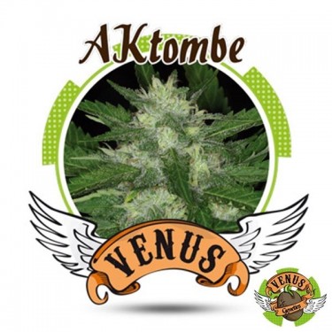AKtombe Auto marijuana plant