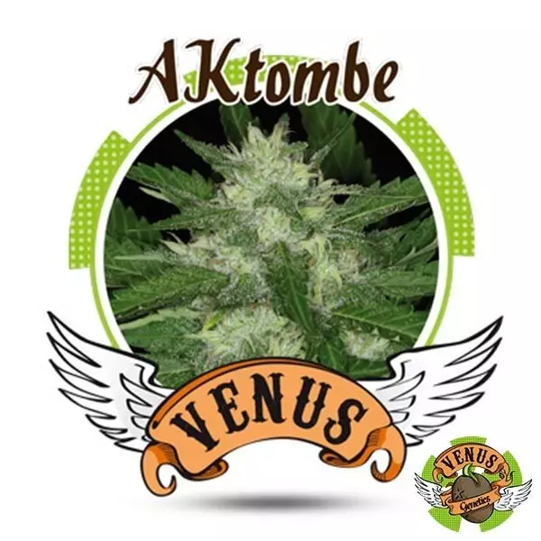 AKtombe Auto de Venus Genetics automática - Grow Barato