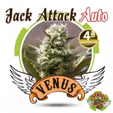 Jack Attack Auto Cannabis Plant