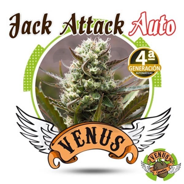 Jack Attack Auto