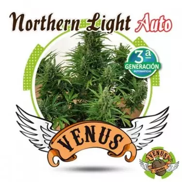 Northern Light Auto marijuana plant