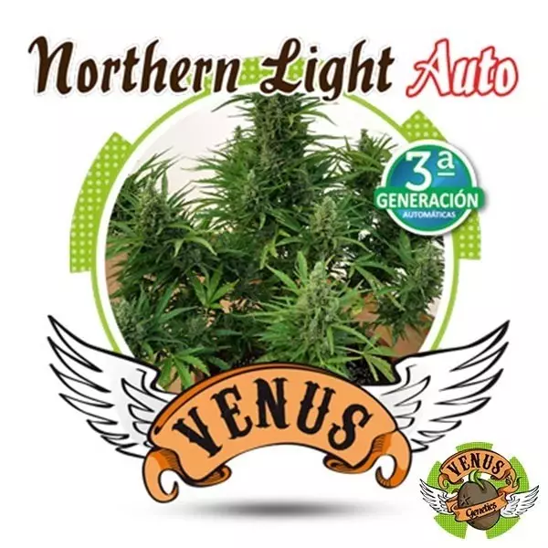 View Northern Light Auto marijuana plant
