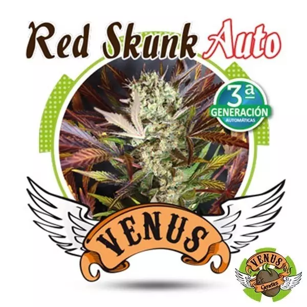 View Red Skunk Auto de Venus Genetics automática - Grow Barato