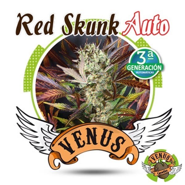 Red Skunk Auto marijuana plant