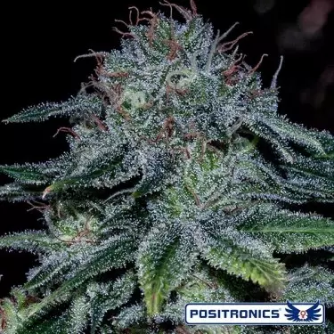 Comprar Mystic Cookie da Positronics Seeds - GB The Green Brand