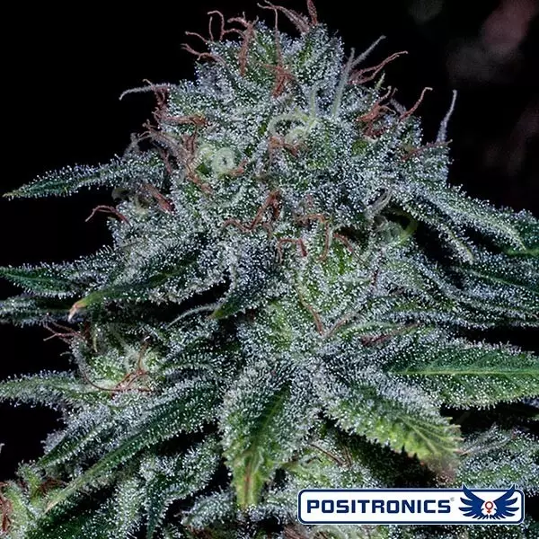 View Comprar Mystic Cookie da Positronics Seeds - GB The Green Brand