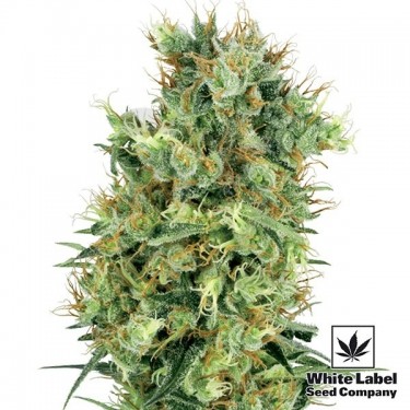Cali Orange Bud Regular marijuana plant