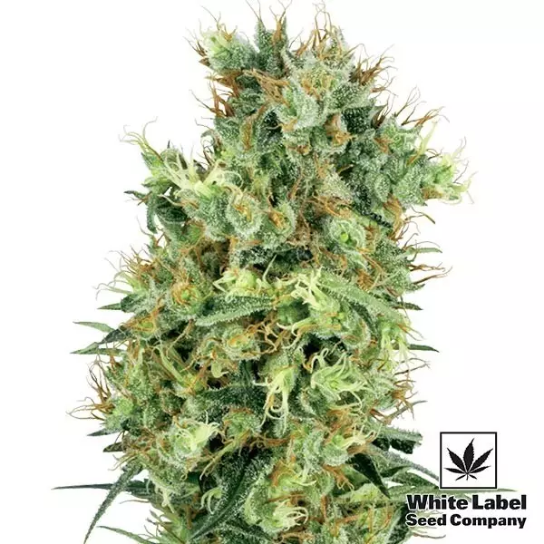 View Cali Orange Bud Regular de White Label - GB The Green Brand